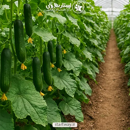 طرح توجیهی گلخانه خیار 1404 🥇 هزینه+درآمد+سود 5 طرح توجیهی گلخانه خیار - استارت وی