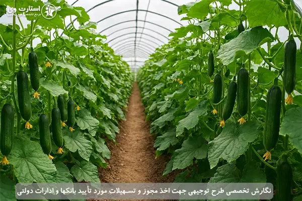 طرح توجیهی گلخانه خیار - استارت وی