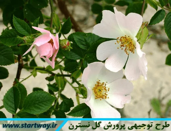 بررسی طرح توجیهی پرورش گل نسترن در سال ۹۸ با دو فرمت pdf , doc. آیا می دانید هزینه و درآمد حاصل از پرورش و کاشت گل نسترن سفید چقدر است؟؟؟