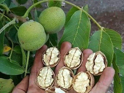 کاشت درخت گردو